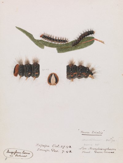 Caterpillar, Epicoma contristis, Teara tristis by Arthur Bartholomew